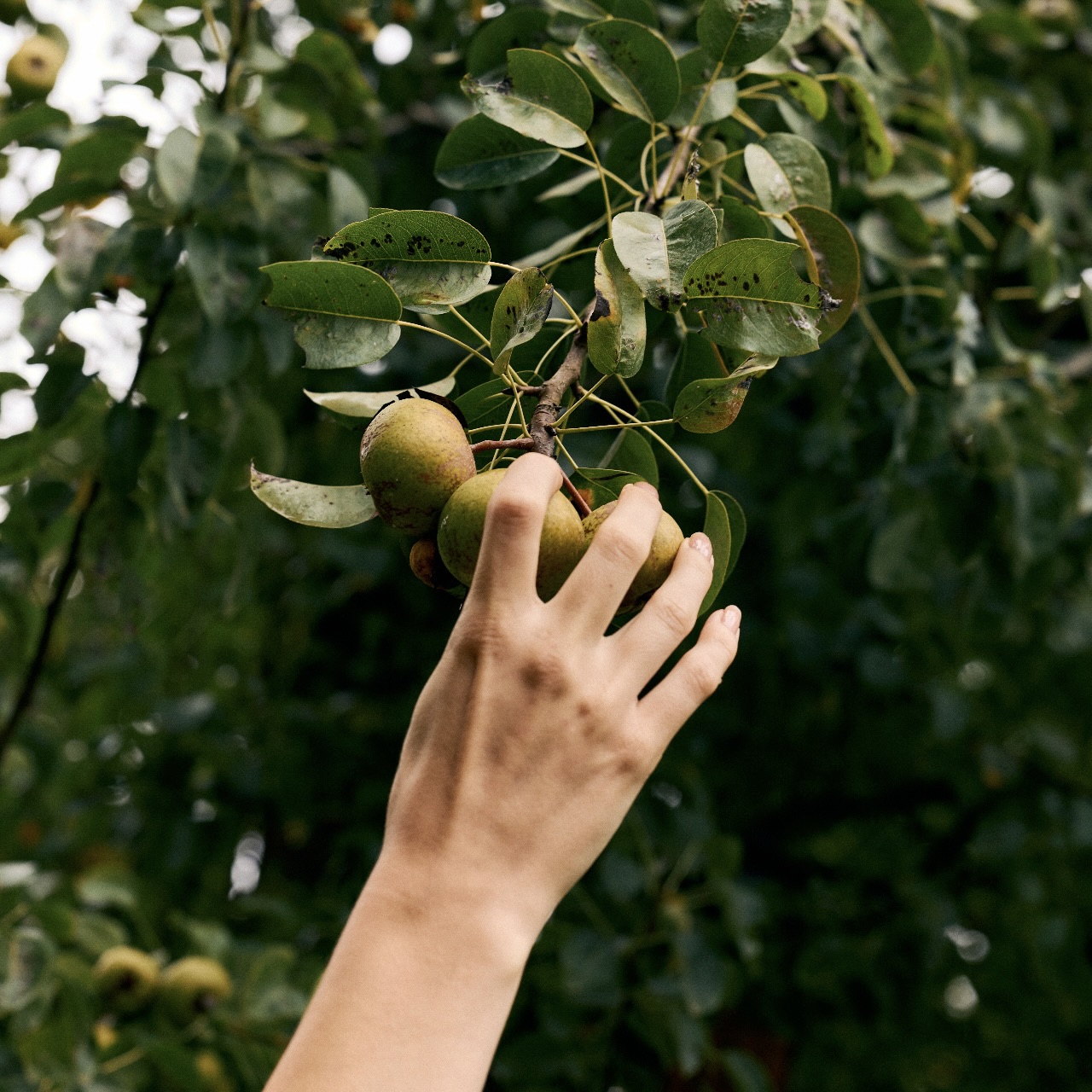 A hand reaching gently toward fruit on a tree branch